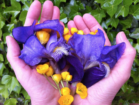 Iris