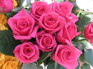 Rosas